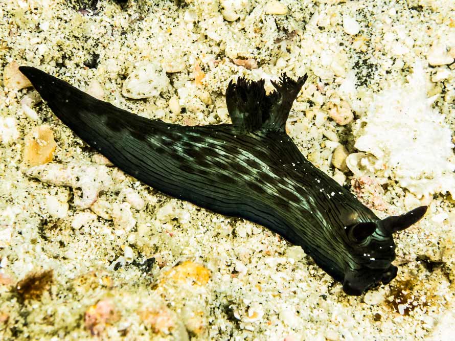Nembrotha mullineri